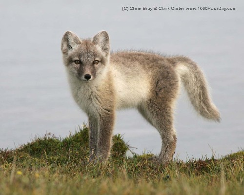 Arctic fox - fully grown adult in summer coat