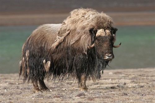 Lone bull muskox - have to keep an eye out for these guys